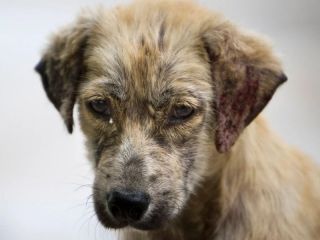 Día Mundial del Perro: El animal más querido también es el más abandonado