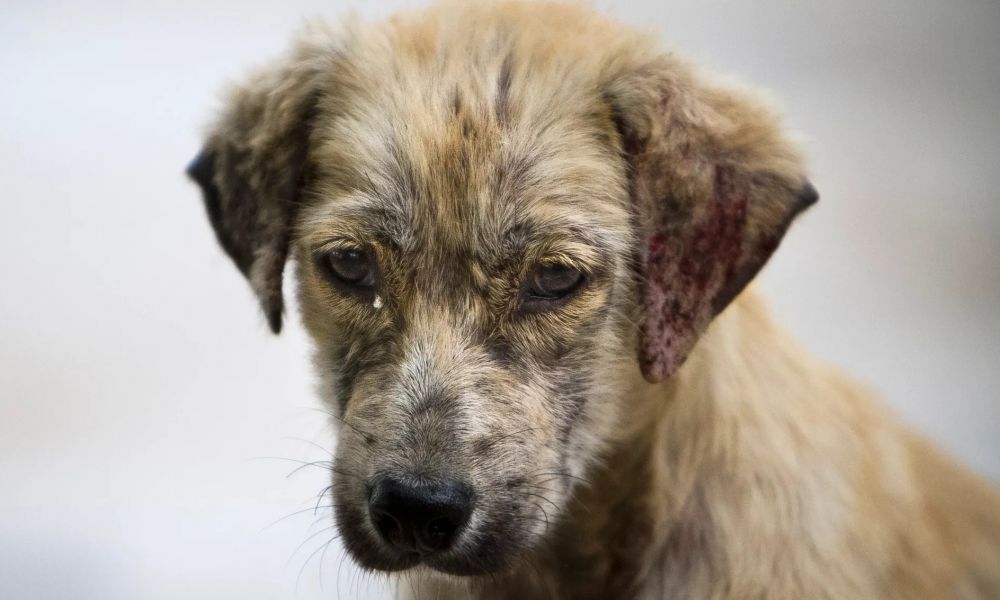 El animal más querido también es el más abandonado