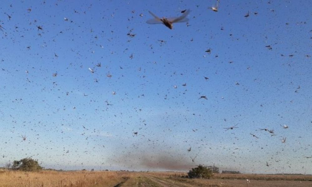 Invasión de langostas en la ciudad de Córdoba