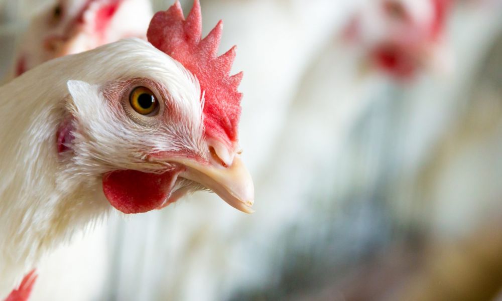 Roban más de 6.000 pollos de dos criaderos