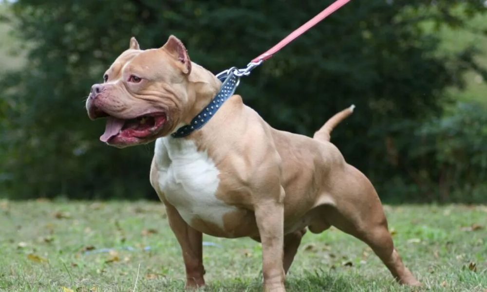 Los Pitbulls en la mira