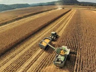 La soja vuelve a escalar y marca su precio ms alto desde junio: seales globales reconfiguran el mercado