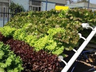INTA: novedosa forma de cultivar sin suelo, sin malezas y sin plagas
