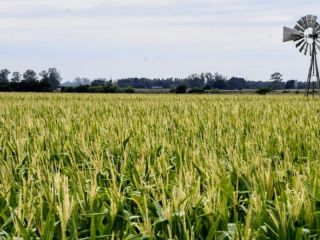 Primavera seca y calurosa amenaza al sector agropecuario