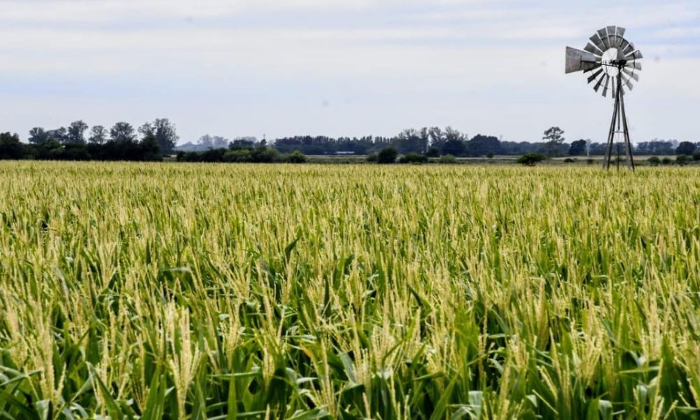 Primavera seca y calurosa amenaza al sector agropecuario