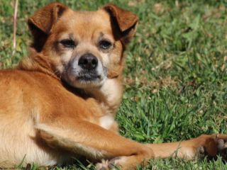 Las prepagas suman cobertura para mascotas