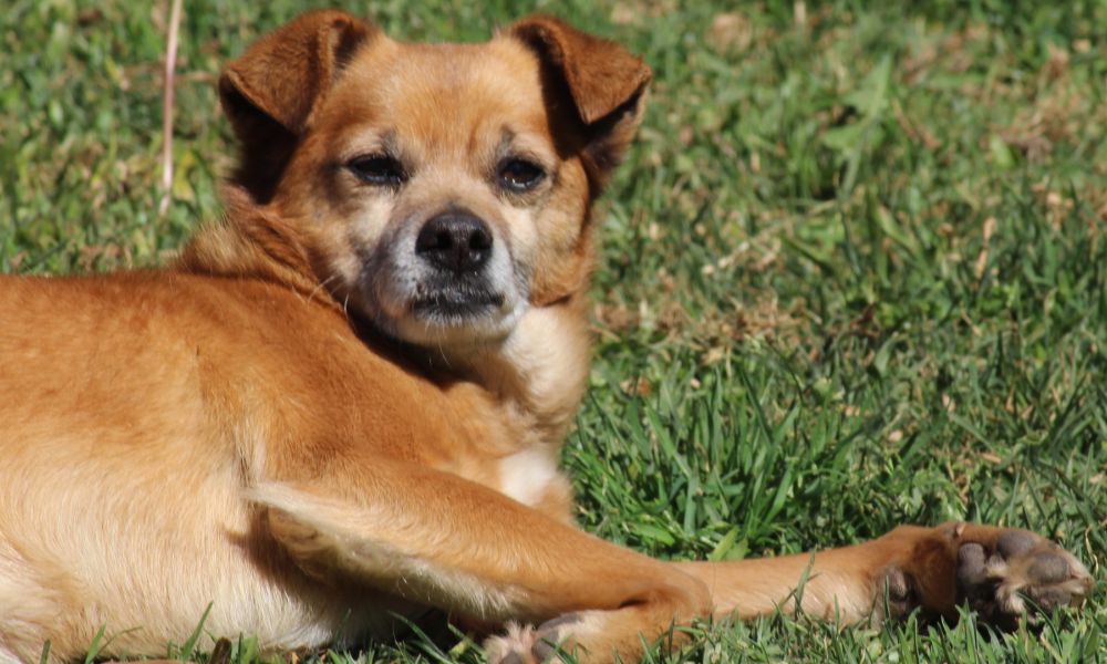 Las prepagas suman cobertura para mascotas