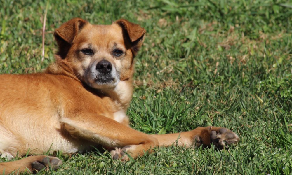 El Móvil de Veterinaria está ubicado en el Barrio Ameghino