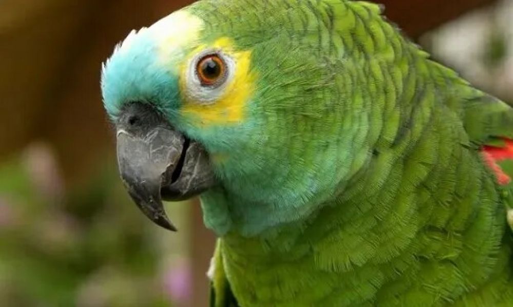 Llevaron un loro a su casa y se contagiaron