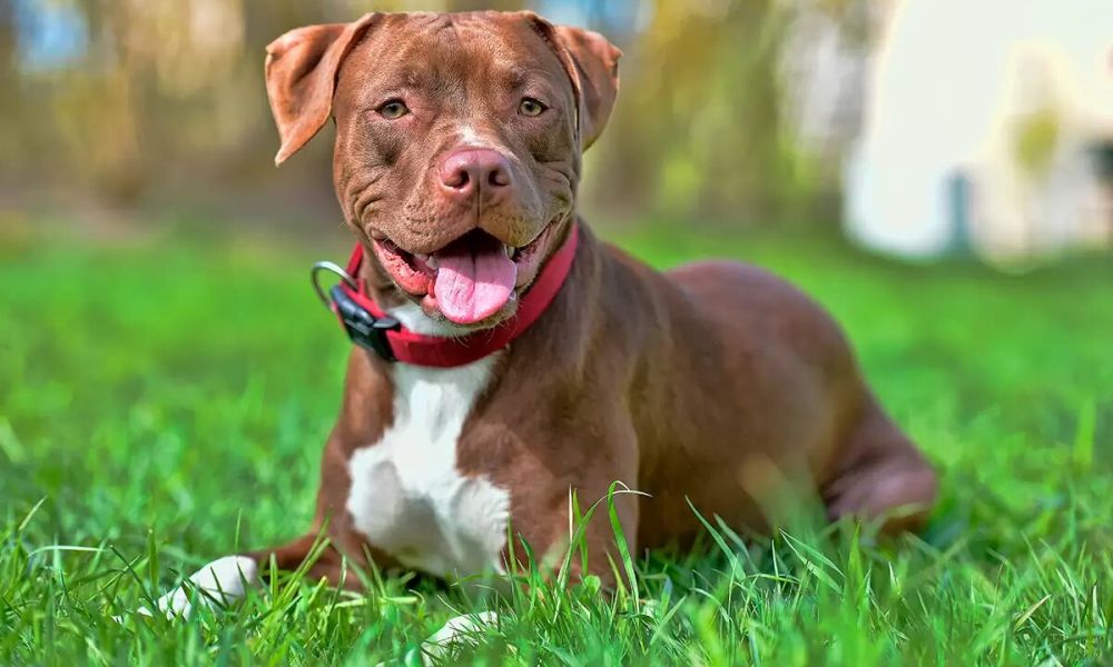 Trágico ataque de pitbull en Trenque Lauquen