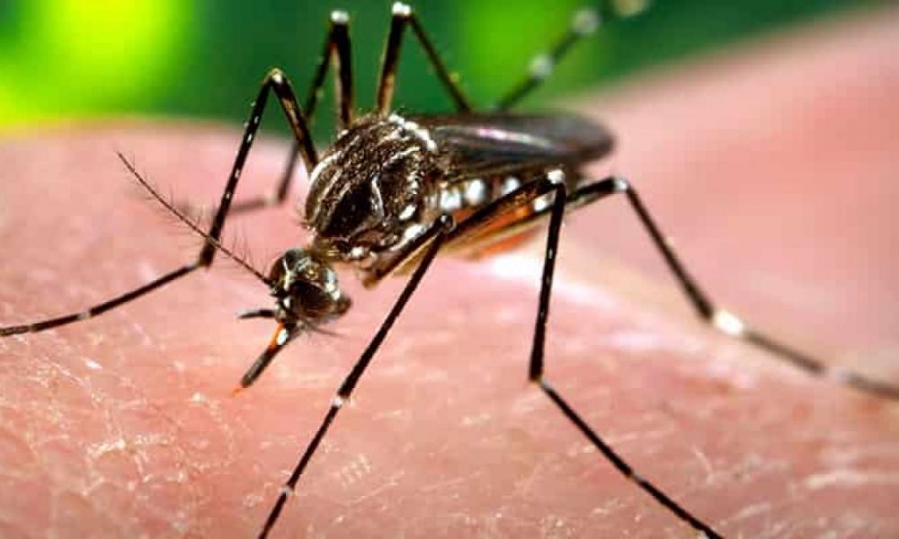Chikungunya: son 17 los casos confirmados en Pergamino