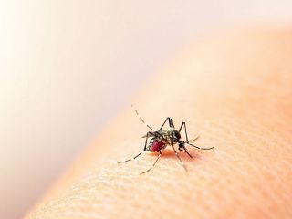 Pergamino: Equipo de Saneamiento Ambiental promueve la descacharrizacin para combatir al mosquito Aedes Aegypti