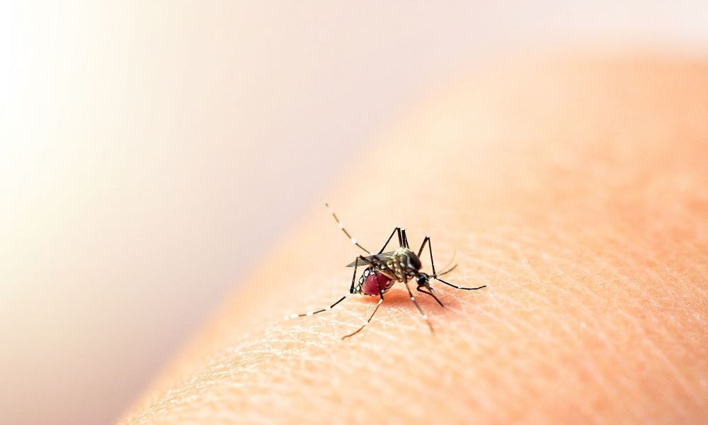 Mosquito Aedes Aegypti