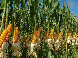 El Gobierno confirmó una baja gradual de retenciones para maíz, sorgo y girasol desde 2027