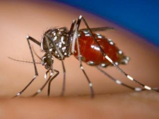 Suben los casos de chikungunya y preocupa su expansión