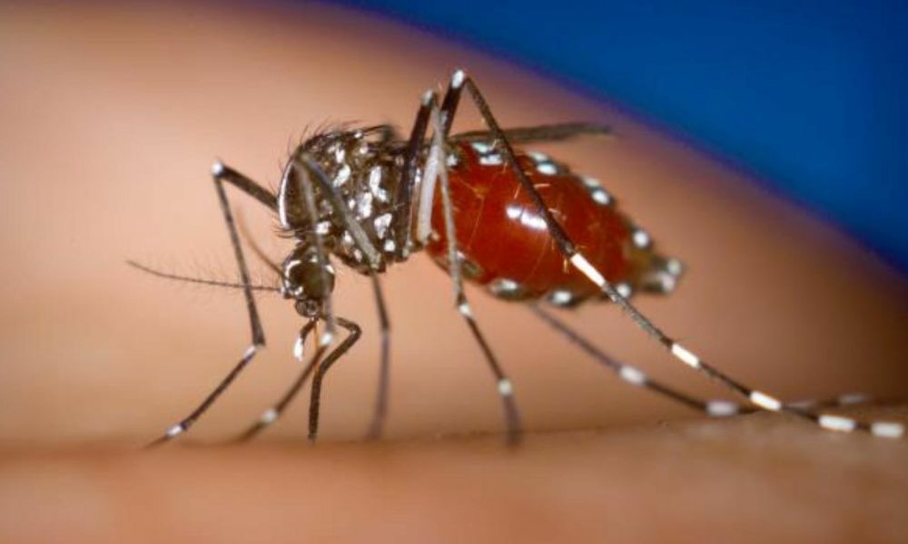 Suben los casos de chikungunya y preocupa su expansión