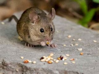 Colegio de Veterinarios bonaerense pide reforzar cuidados por hantavirus