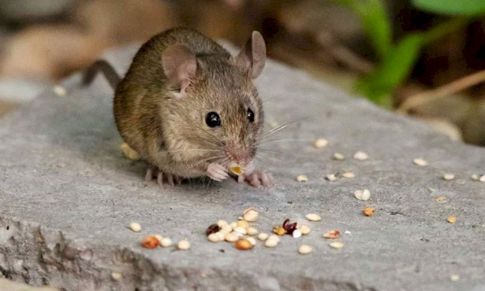 Piden reforzar cuidados por hantavirus