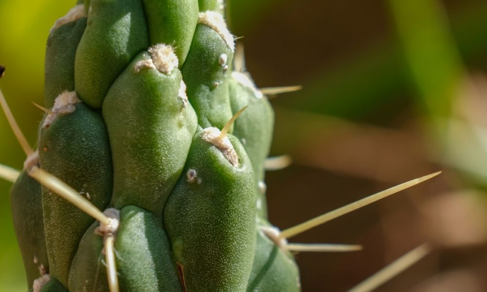 Cactus San Pedro