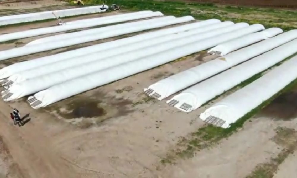 Incautan tres mil toneladas de granos no declaradas