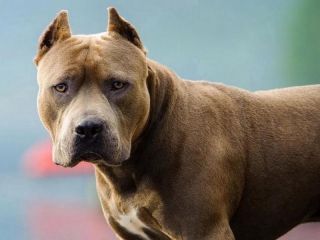 Perros potencialmente peligrosos: Proponen licencia obligatoria, seguro y penas de hasta 8 años