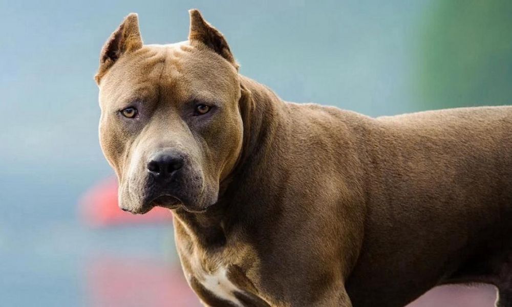 Perros potencialmente peligrosos