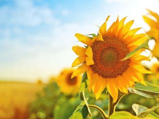 El girasol vuelve a brillar: M�s exportaciones, mejores precios y un escenario global favorable