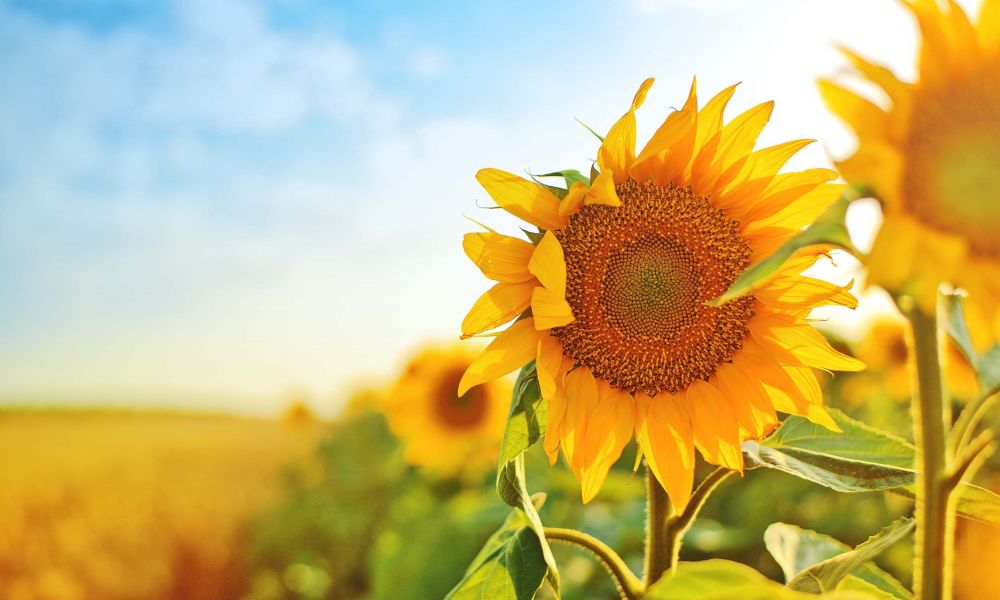 El girasol vuelve a brillar