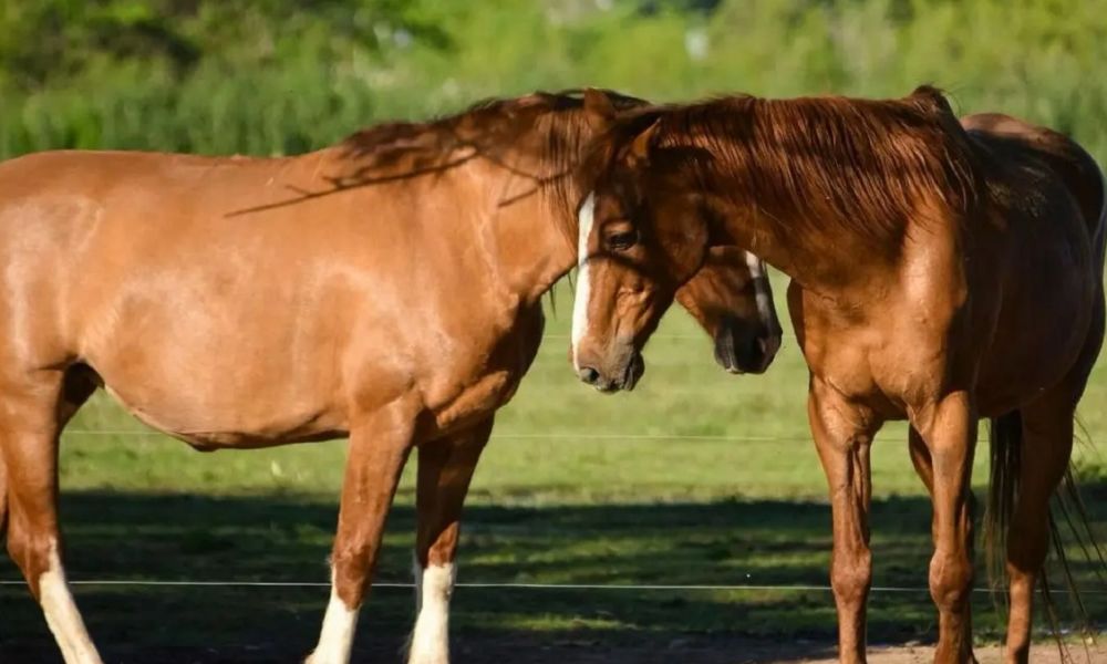Primera víctima fatal de encefalitis equina en Provincia