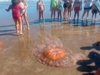Alerta por medusas en Mar del Plata: El mar m�s c�lido multiplica las picaduras