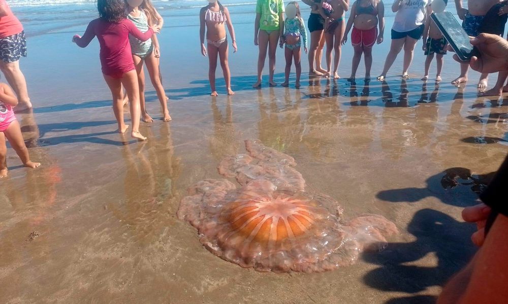 Alerta por medusas en Mar del Plata