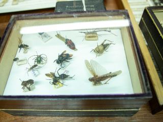 La valiosa coleccin de insectos del INTA