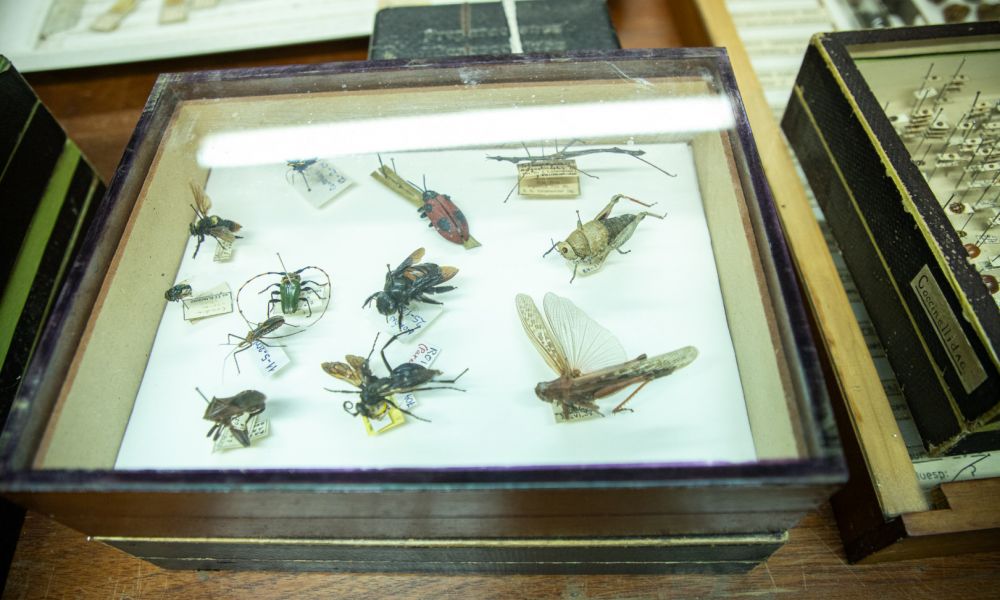 La valiosa colección de insectos del INTA
