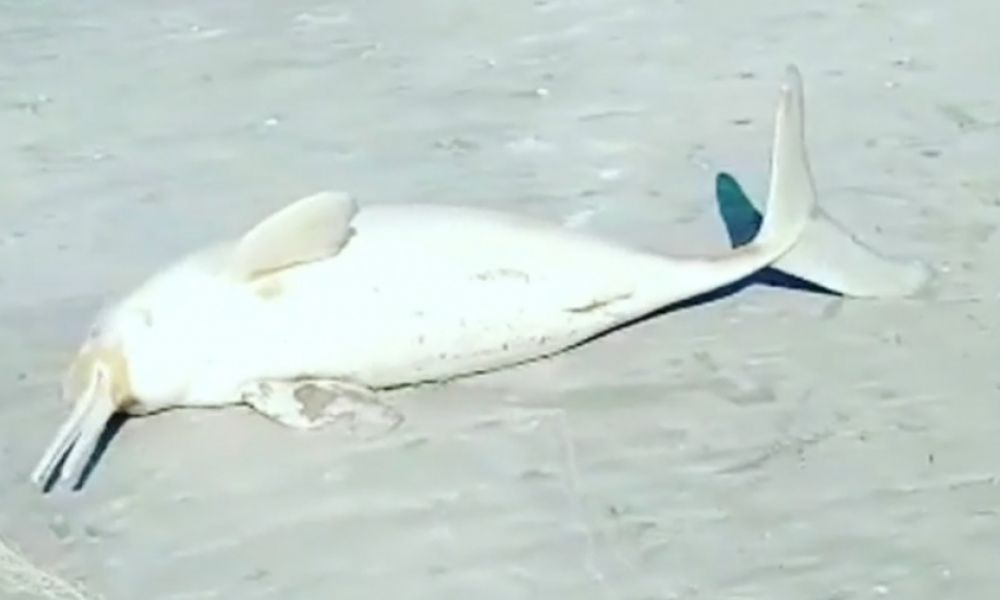 Pescó un delfín y se lo llevó cargado al hombro