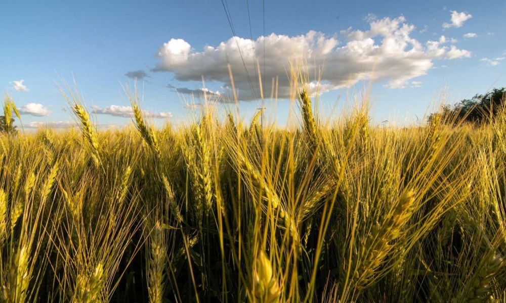 El alivio de las lluvias para el campo