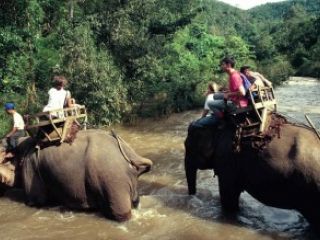 Un elefante mat a un turista