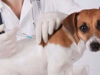 Pergamino: Itinerario del Mvil de Veterinaria para el mes de noviembre