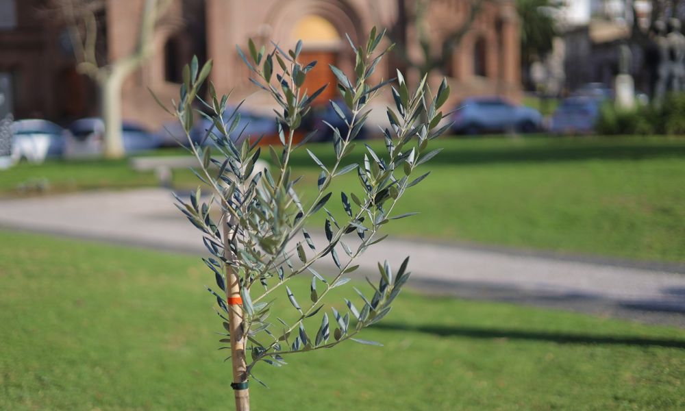 Celebración del Día Nacional del Árbol