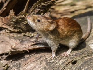 Confirman tres nuevos casos de Fiebre Hemorrgica Argentina en Pergamino y San Nicols