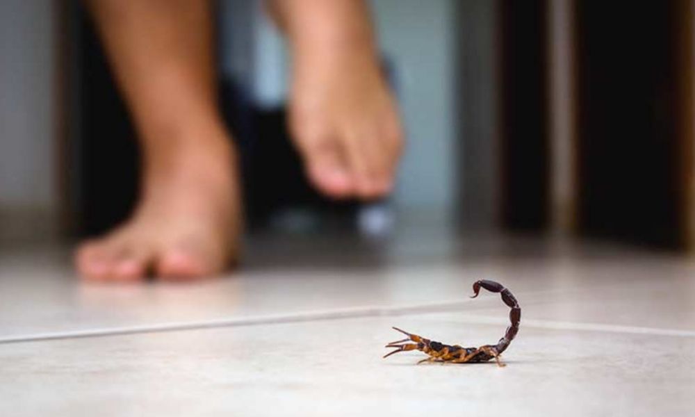 ¿Cómo evitar que los alacranes ingresen en los domicilios?