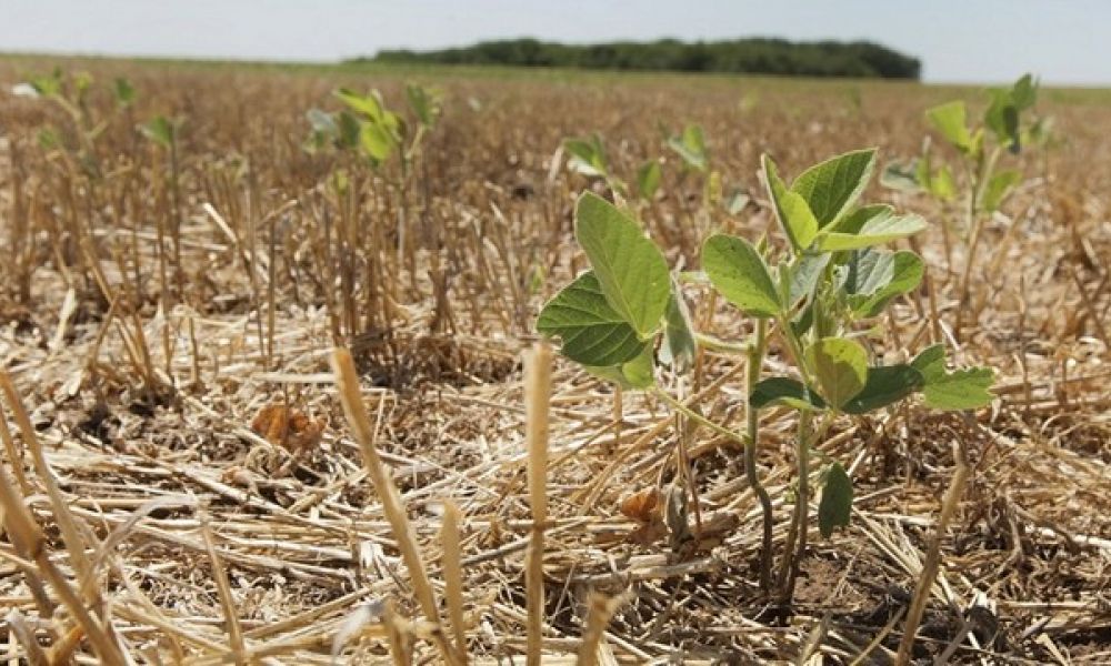 Pergamino solicitó la Emergencia Agropecuaria