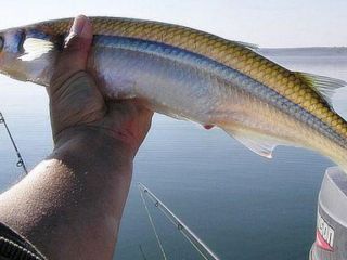 Se inicia la temporada de pesca de pejerrey en Buenos Aires