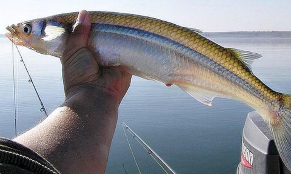 Se inicia la temporada de pesca de pejerrey