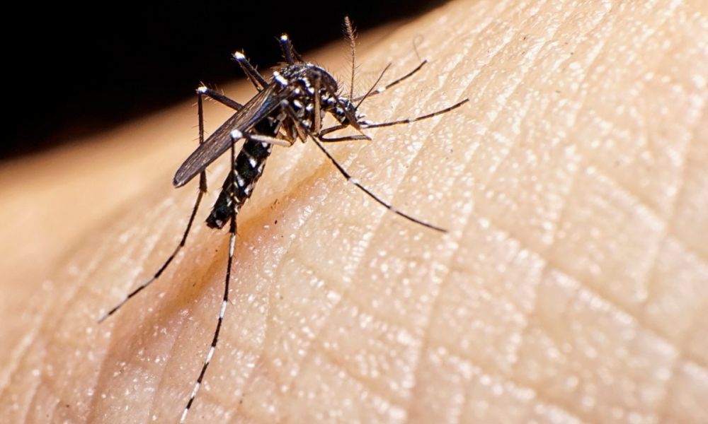 Revelación científica sobre el Dengue