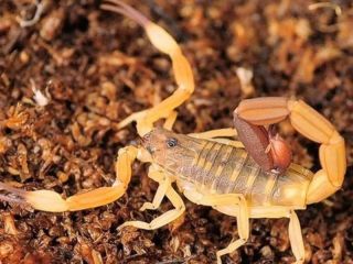 Alacranes: qu pasa si encuentro uno y cmo actuar ante una picadura?