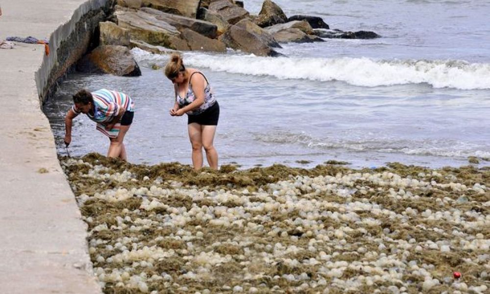 Mar del Plata invadida por algas y cápsulas de caracoles