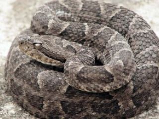Qu hacer ante una picadura de serpiente venenosa