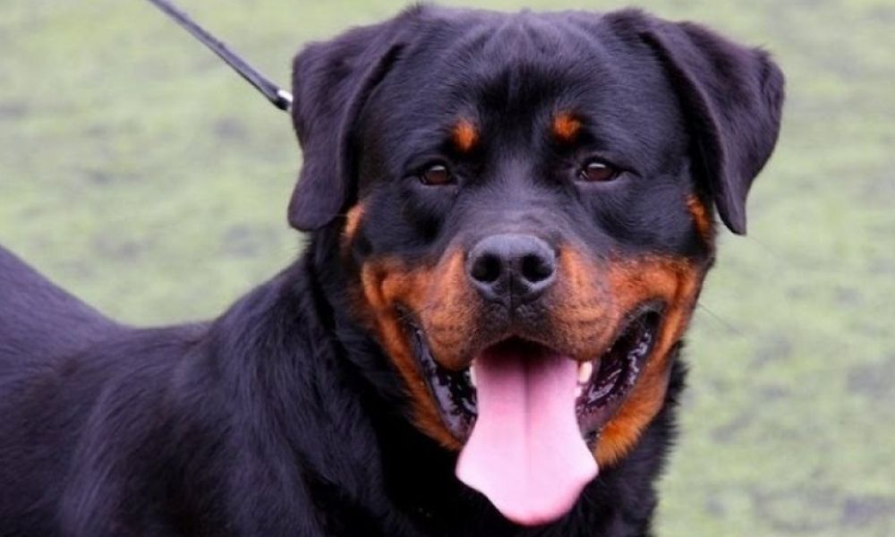 Jubilada fue atacada por su rottweiler