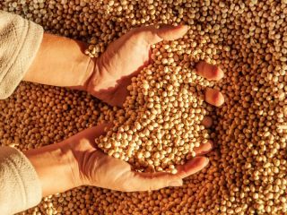 El ozono amenaza la soja: Hasta un 33% menos de peso en los granos