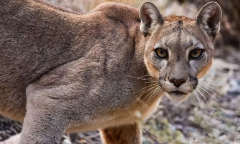 Pumas en la zona rural de Arrecifes